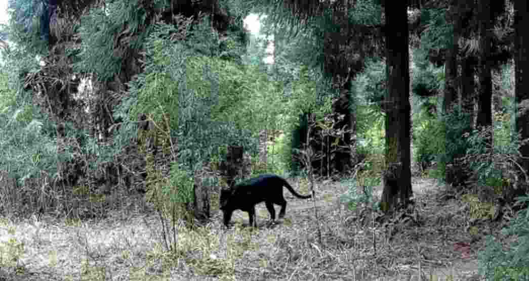 Black leopard