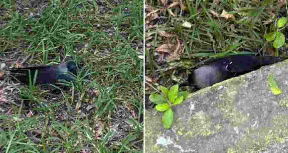 Chennai on alert as H5N1 flu kills hundreds of crows