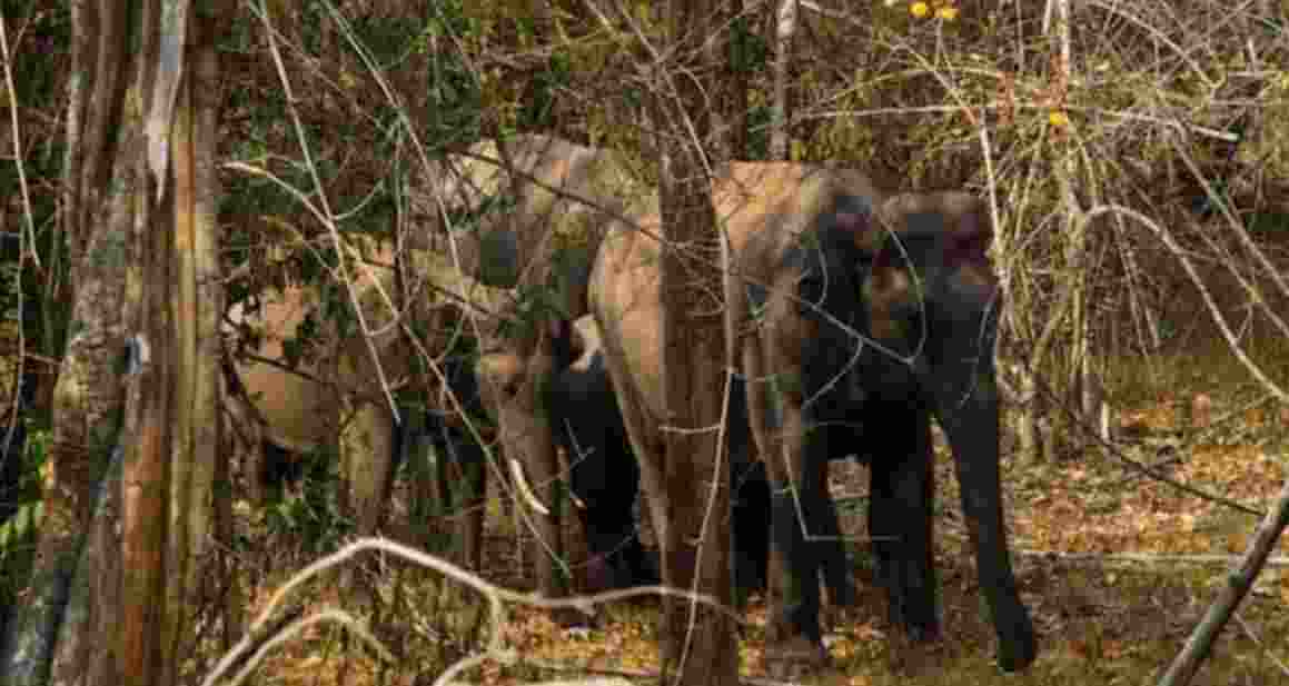 The incidents occurred late Tuesday night within the jurisdictions of Noamundi and Hatgamariah police stations. Forest department officials also reported that four others sustained injuries during the attacks.