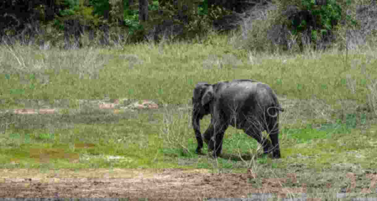Elephant calf ‘electrocuted’ in Jharkhand’s Kolhan area