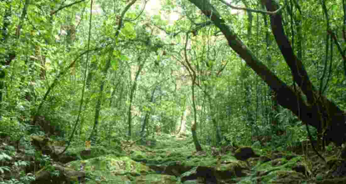 Animals, forest land decreased in Jharkhand since 2017: AG