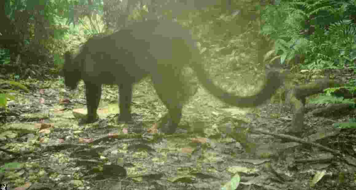 Black panther spotted for first time in Assam’s Dulung Reserve Forest
