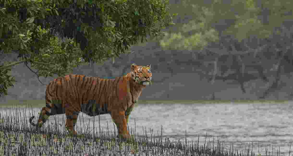 Royal Bengal Tiger