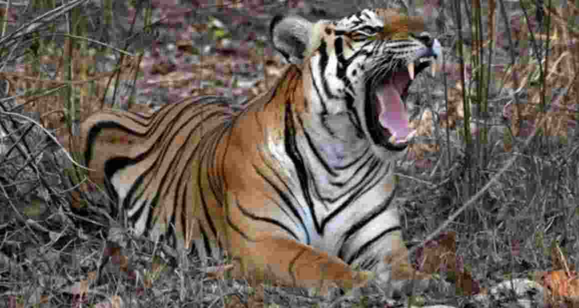 Slain head constable’s wife flags negligence in tiger attack