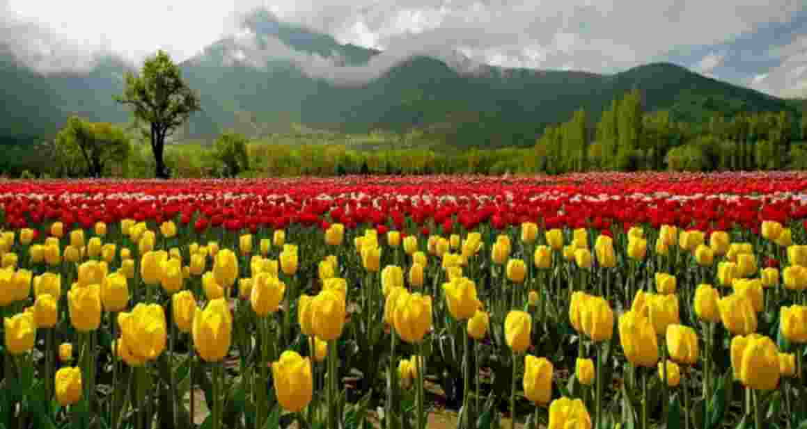 Tulip garden in Srinagar.