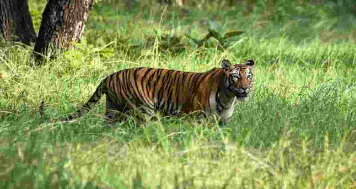 Tigress Zeenat captured from Bengal after week-long chase