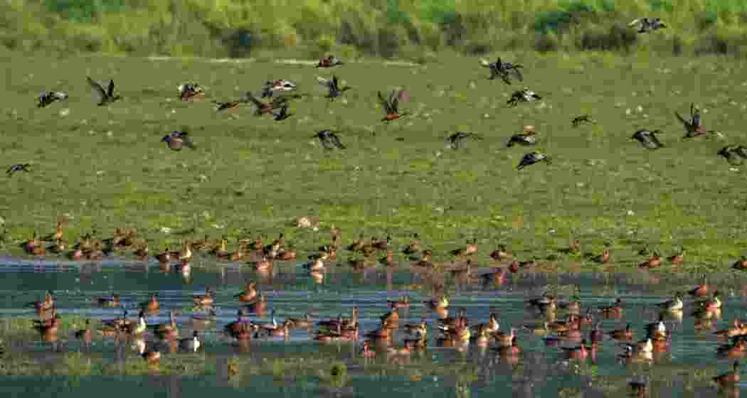 Thousands of migratory ducks and geese crowd Rowmari Beel, highlighting why Kaziranga remains a vital winter refuge along the Central Asian Flyway.