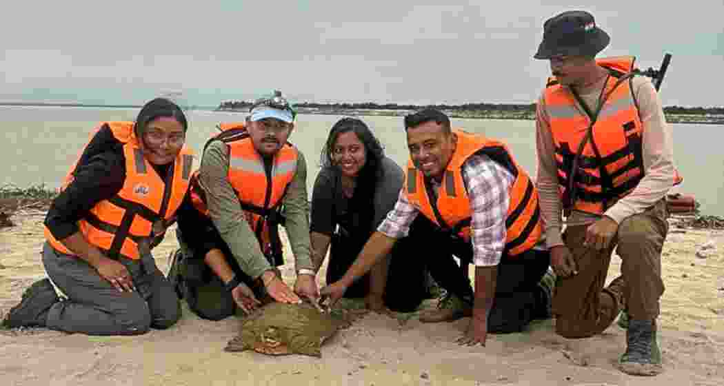 A Ganges softshell turtle fitted with a satellite tag is released into the wild at Kaziranga National Park on Endangered Species Day, marking India’s first such conservation initiative for the endangered freshwater reptile.