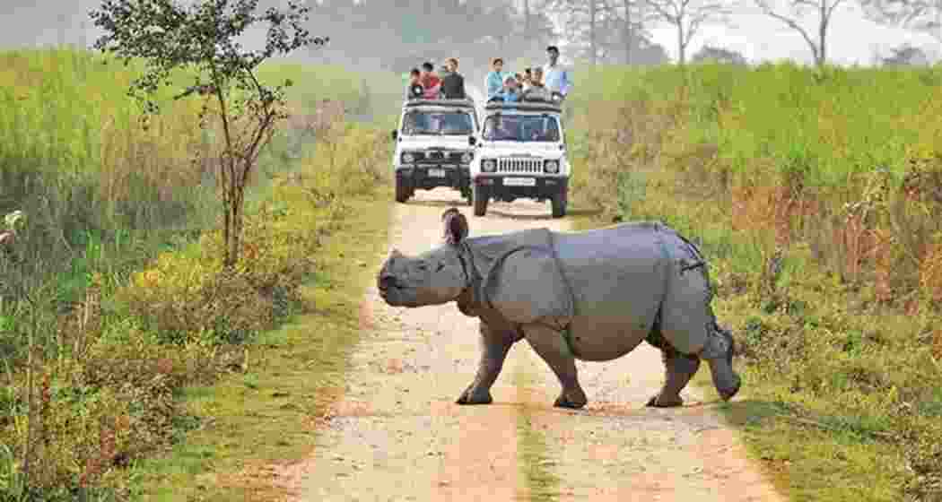 Visitors embark on a jeep safari through Kaziranga National Park, enjoying its rich biodiversity and stunning landscapes.