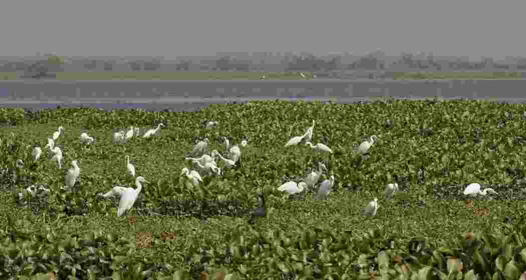 Kolleru is one of India’s largest freshwater lakes.