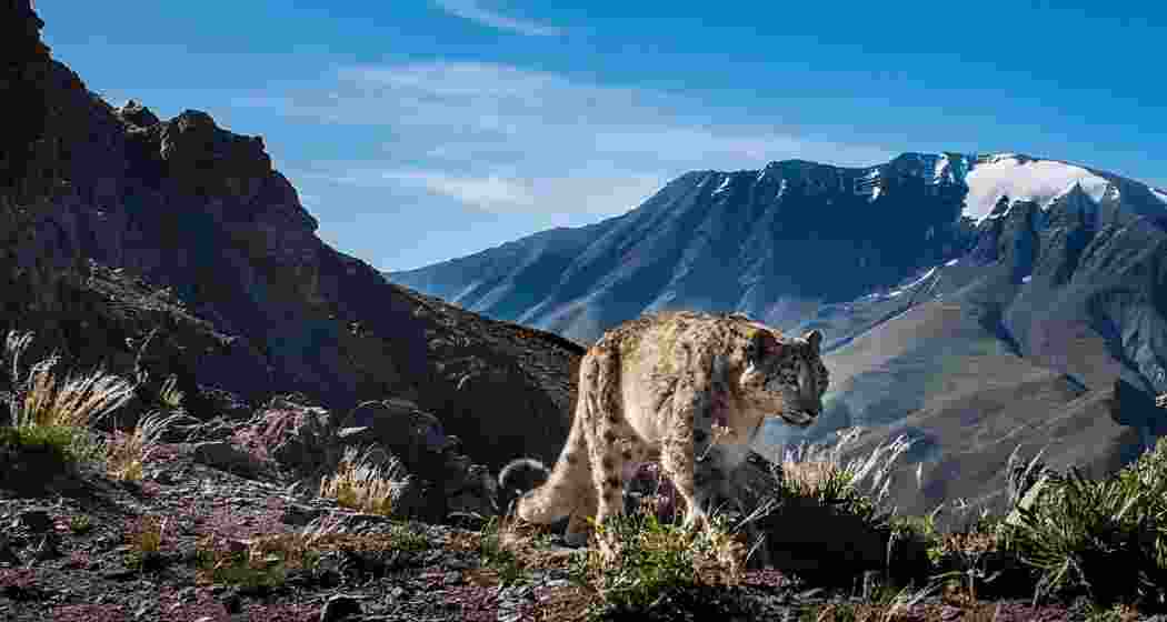A snow leopard prowls across the rugged mountains of Ladakh, home to India's largest population of the elusive big cat.