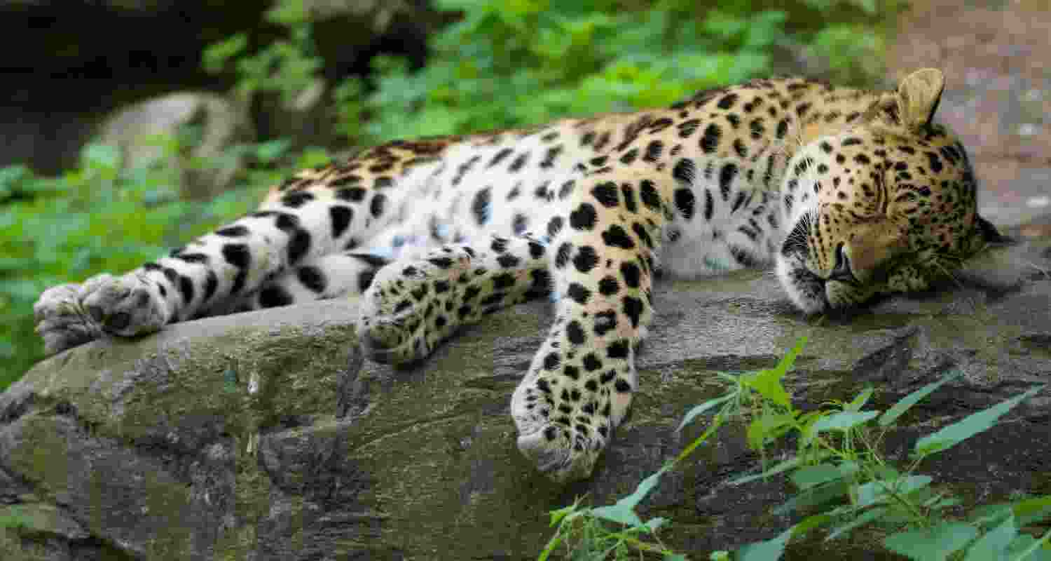 A three-year-old female leopard died after getting trapped in barbed wire fencing in Uttar Pradesh's Sohailwa forest area, officials said.