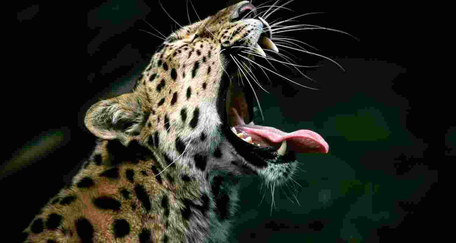 Representative Image. 