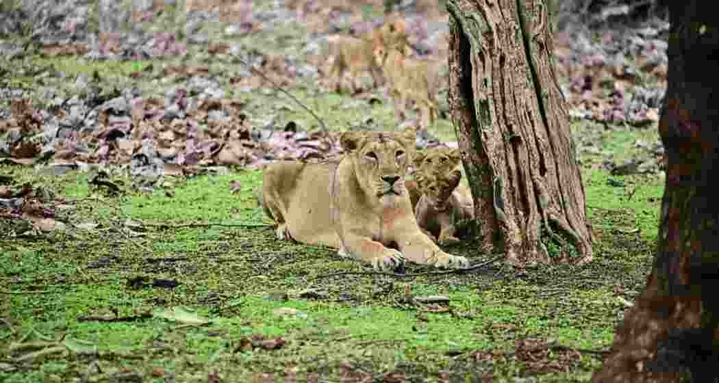 An Asiatic lioness with her cubs at Gir Sanctuary in Gujarat’s Bhavnagar district . (Photo Credit: Vijay Soneji)