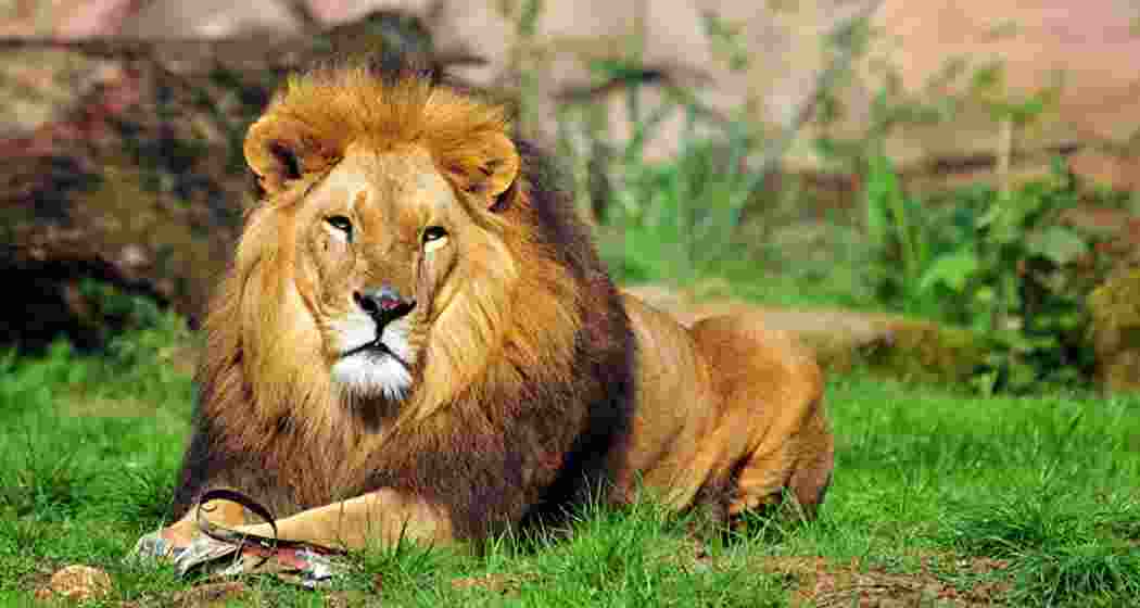 An Asiatic lion rests at Barda Wildlife Sanctuary.
