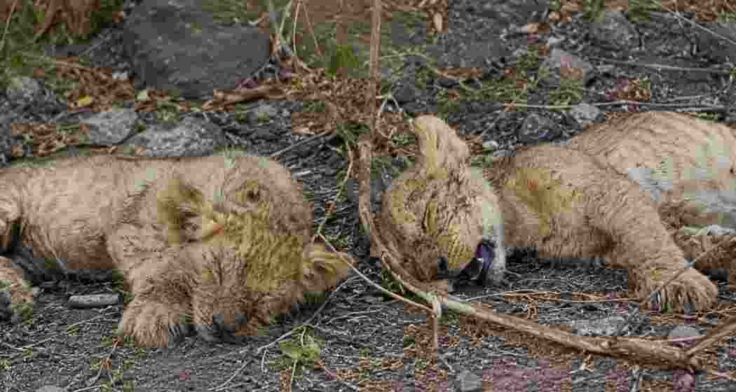 Representational image. (AI-generated)