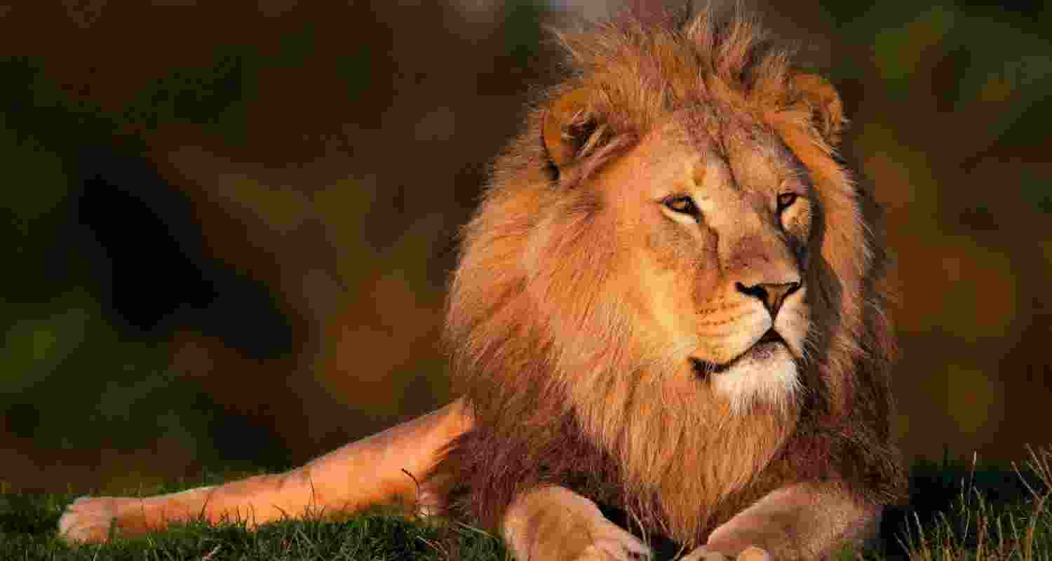 Man mauled to death by lions in Tirupati Zoo; details ascertained from Aadhar card