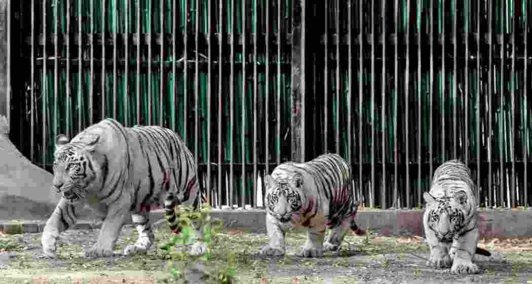 A representative image.