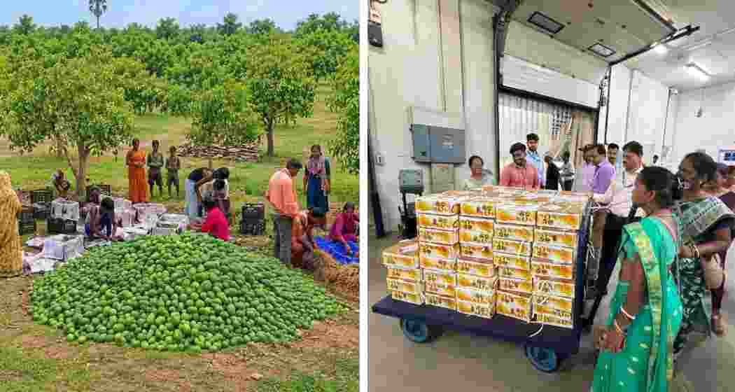 (L) Farmers sort and grade Amrapali mangoes at Beura Farmer Producer Company in Simdega district, Jharkhand. (R) The first commercial consignment of fresh mangoes from Jharkhand is prepared for export to the United Kingdom. 