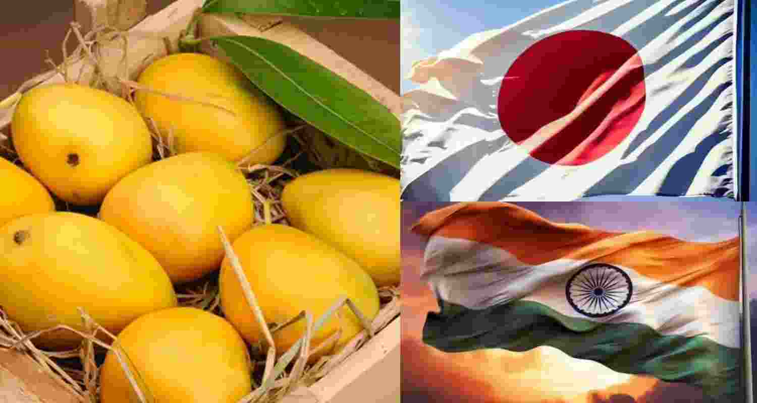 Japan bans Indian mangoes, cites gaps in fumigation process
