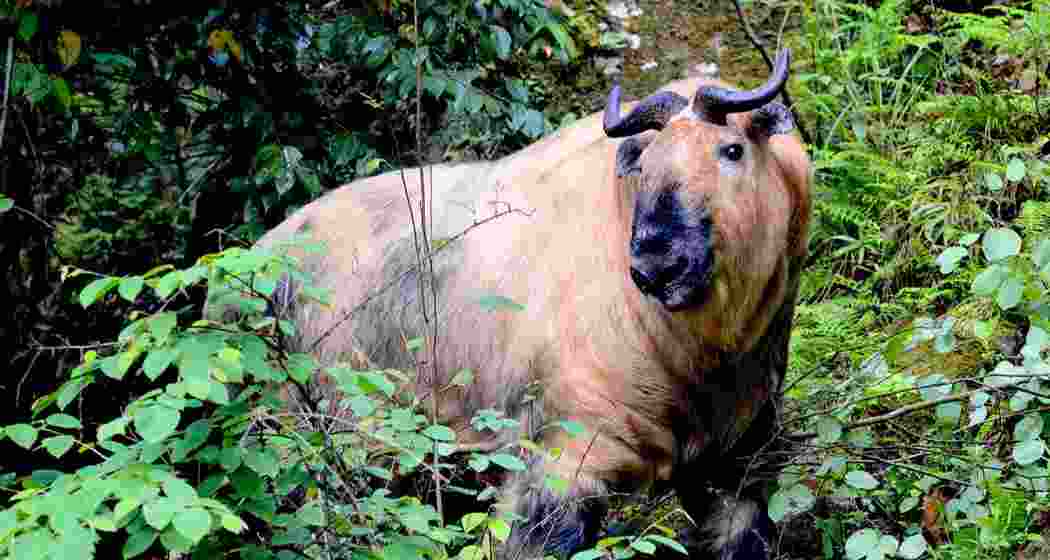 An elusive Mishmi Takin. (File photo) 