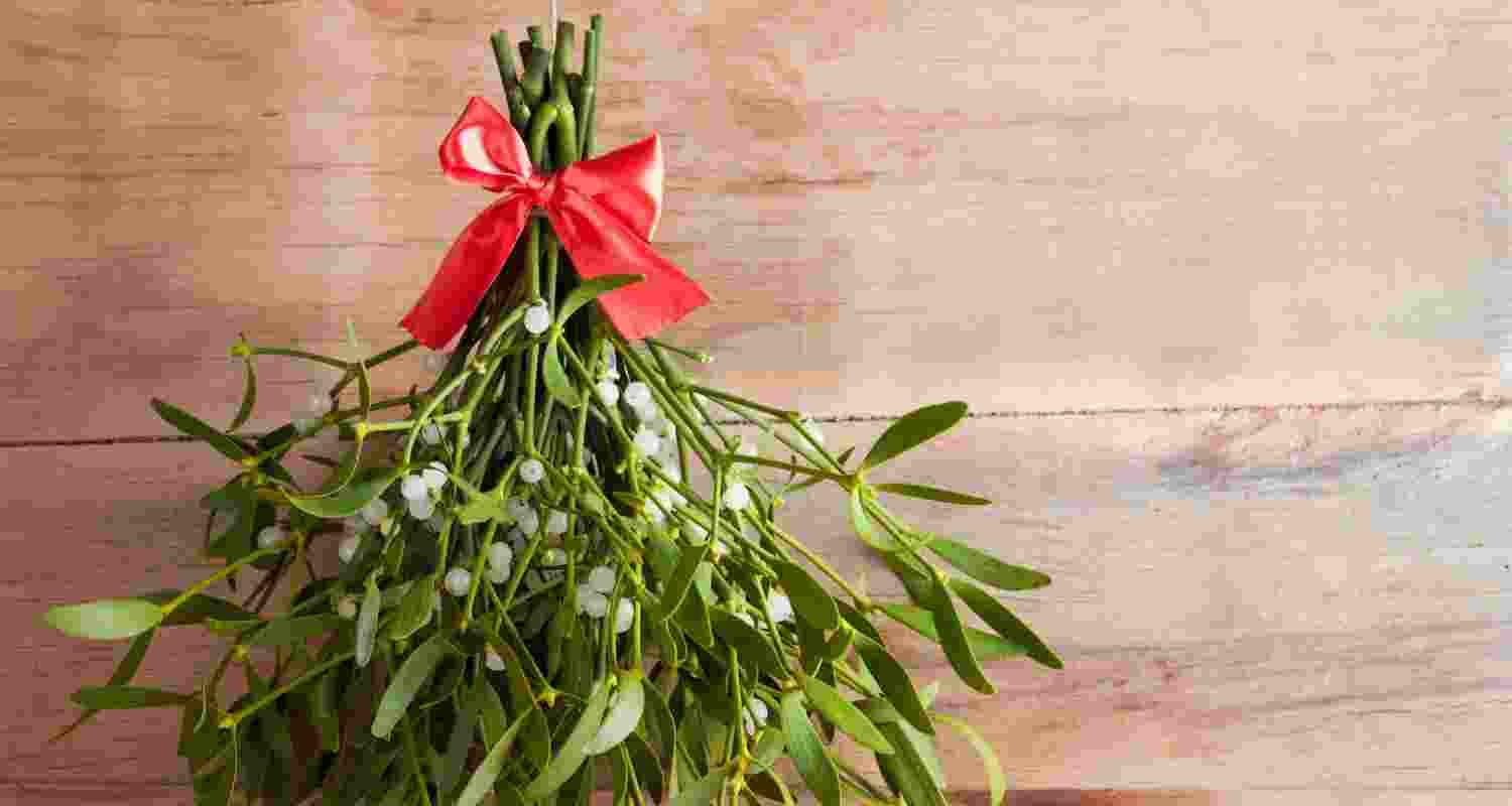 Mistletoe: A Christmas symbol with healing power