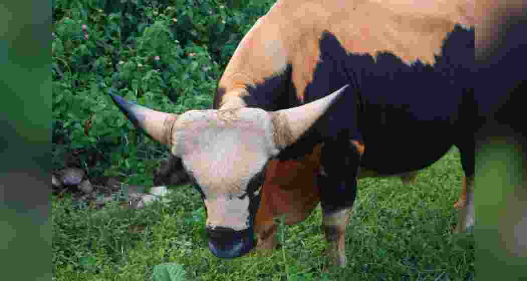 Mithun is the state animal of Arunachal Pradesh and Nagaland and found also in the hills of Mizoram and Manipur.