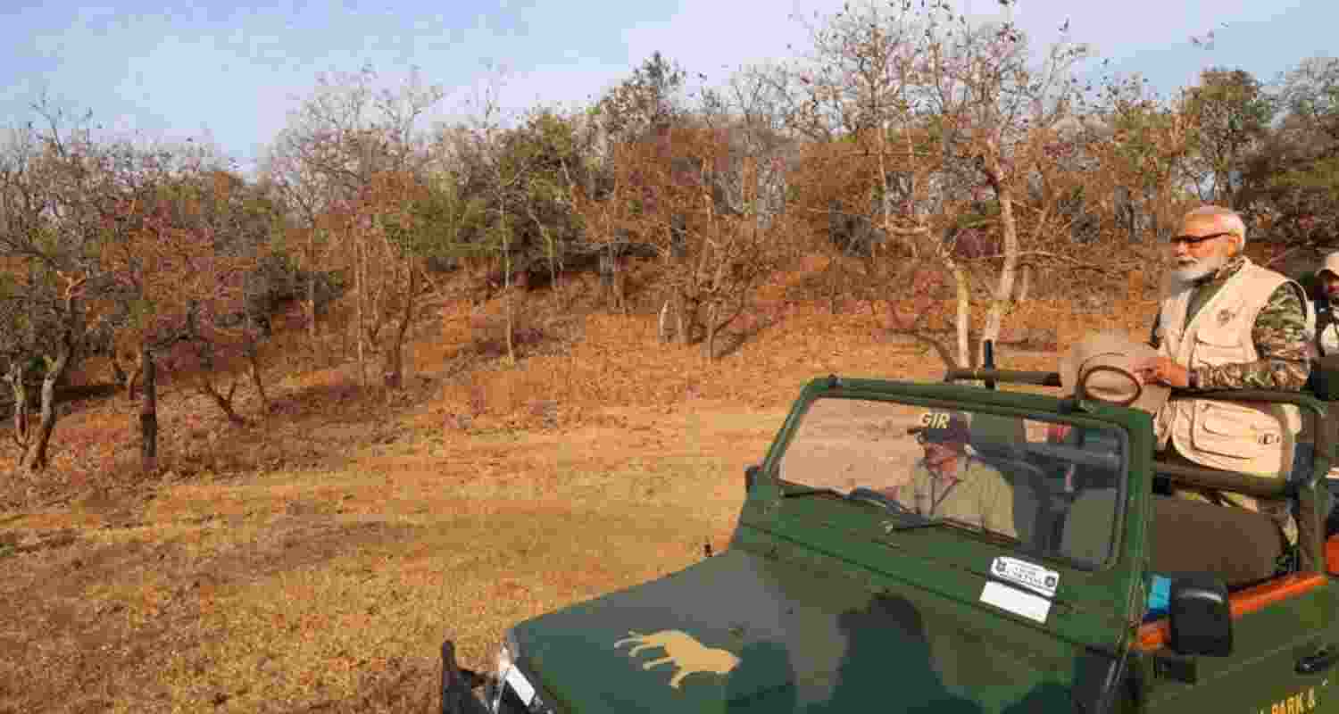 Prime Minister Narendra Modi during his lion safari at Gir Wildlife Sanctuary on World Wildlife Day on Monday. 