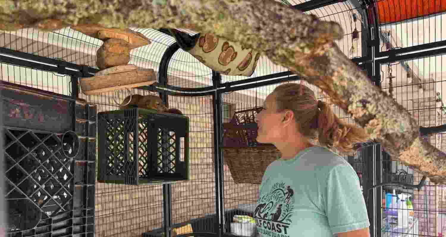 April Stewart, the founder of the Gulf Coast Primate Sanctuary, checks on a kinkajou in Perkinston, Mississippi. April Stewart, the founder of the Gulf Coast Primate Sanctuary, checks on a kinkajou in Perkinston, Mississippi.