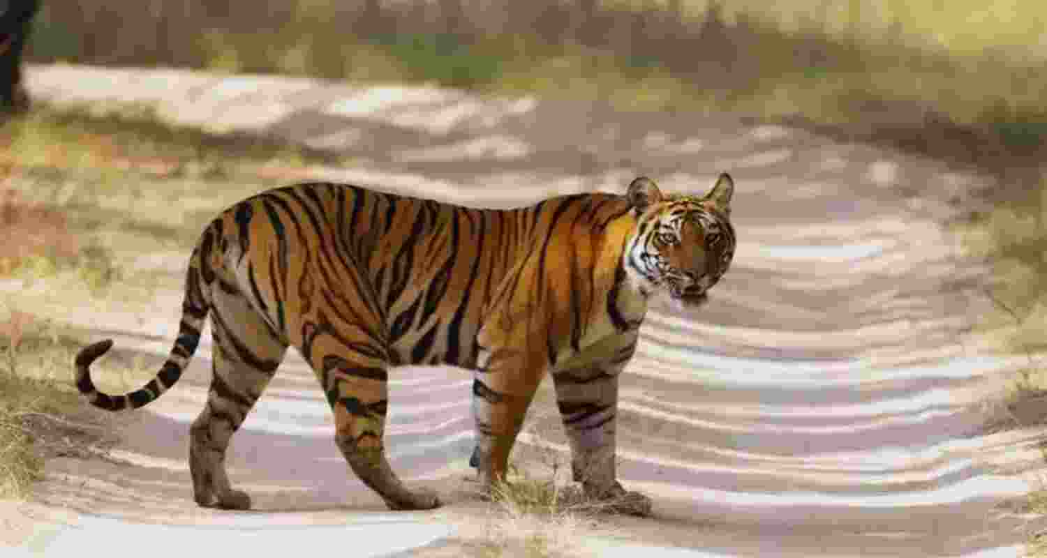 Tigers return to Chambal: A must-visit MP wildlife spot