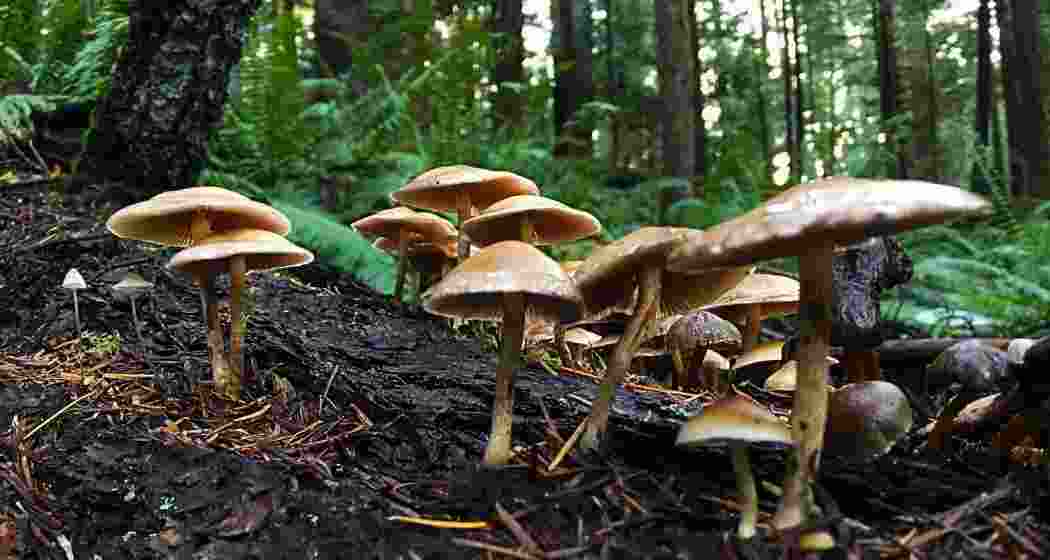 Representational image. 