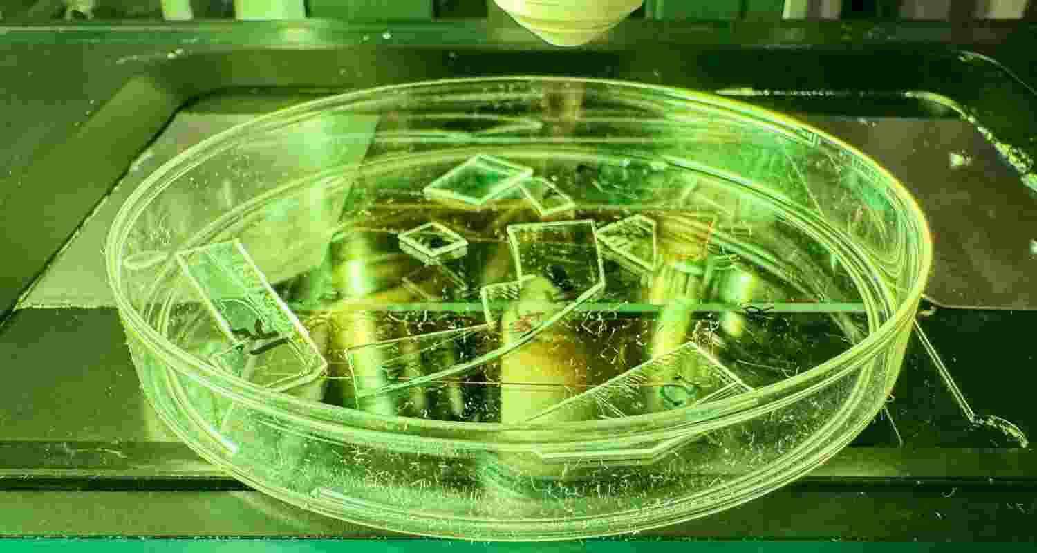 New micro-pillar film destroys germs on contact