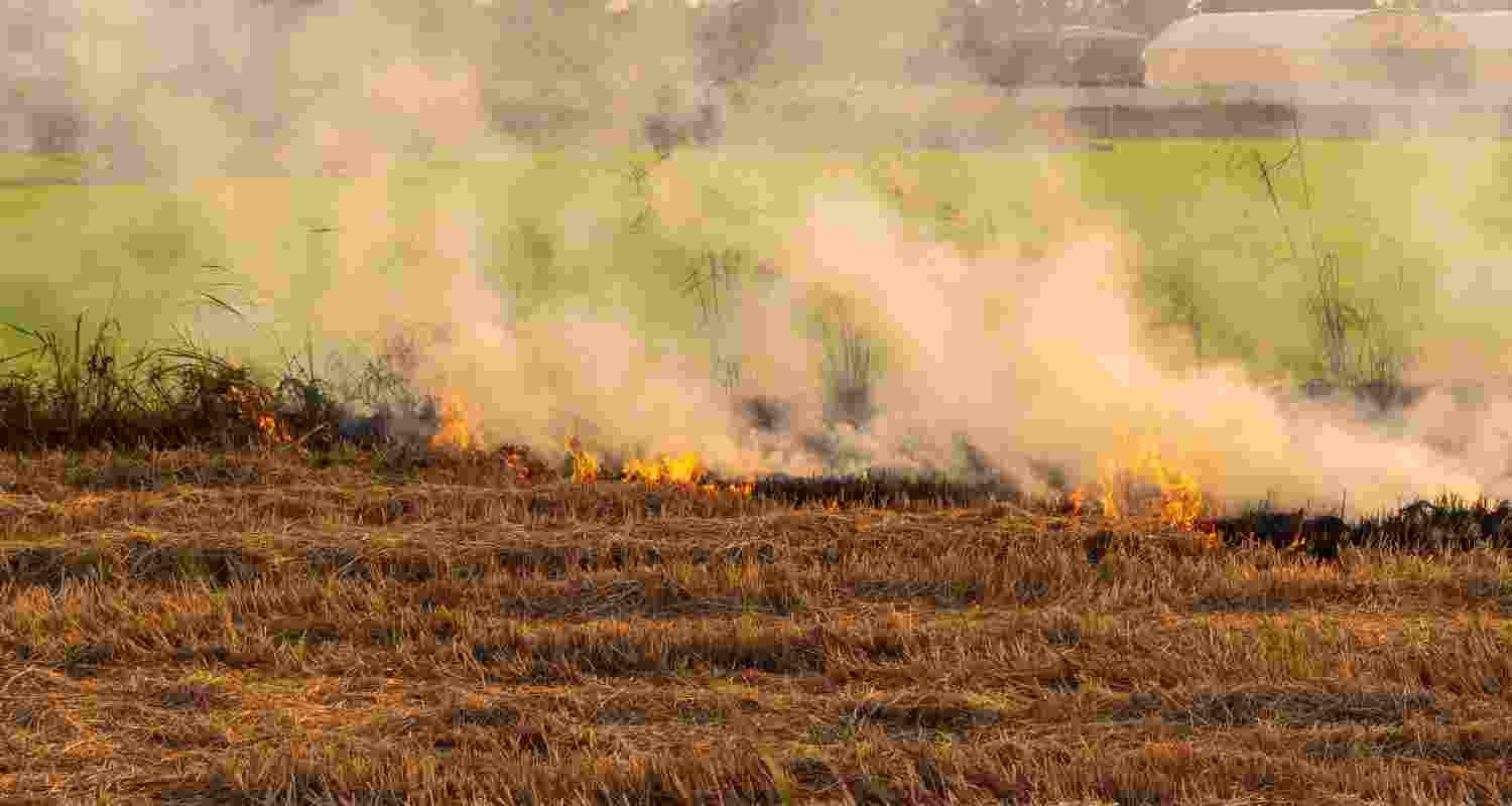 241 stubble burning cases in Punjab so far
