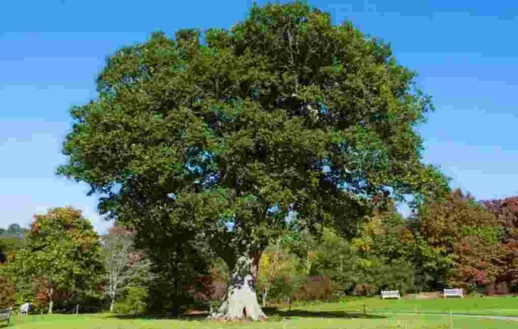 After researchers increased CO₂ levels in a forest to what will be the planetary level in the 2050s, trees took more of it from the atmosphere and their wood production increased by 10 per cent.