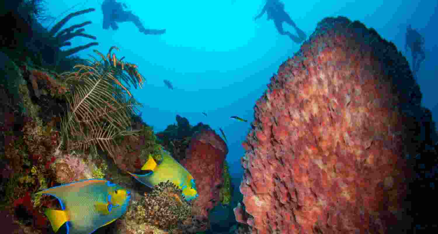 Oceans vital to food, health, says new OneEarth study