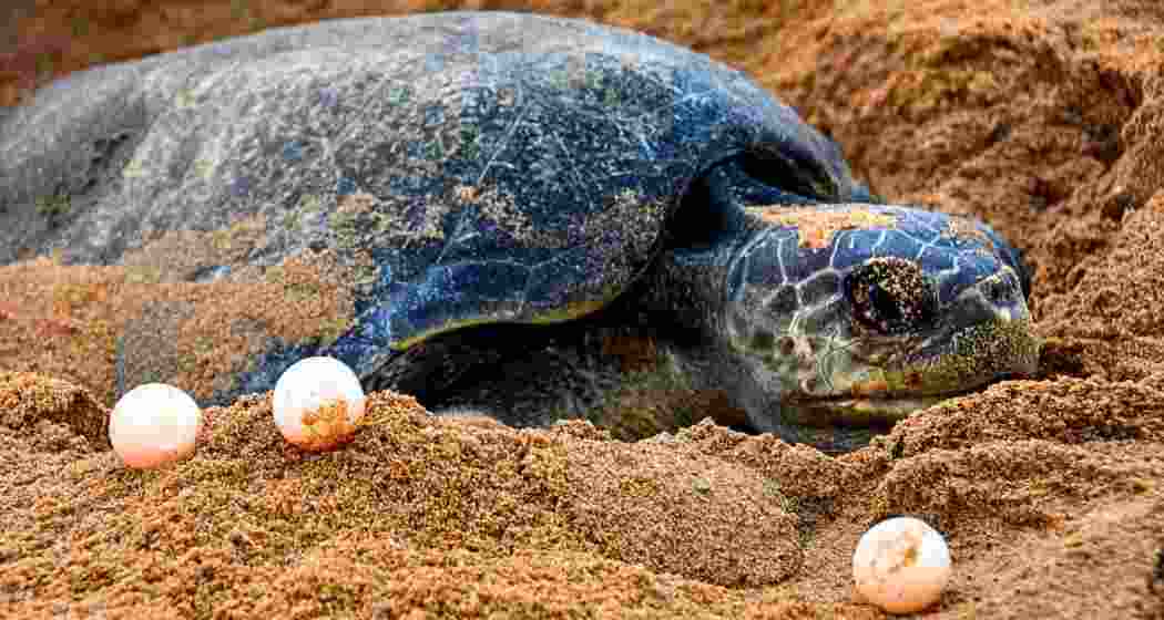 An Olive Ridley turtle rest beside freshly laid eggs at Gahirmatha coast during the annual mass nesting phenomenon, known as arribada, where thousands of females come ashore to lay eggs. (File photo)