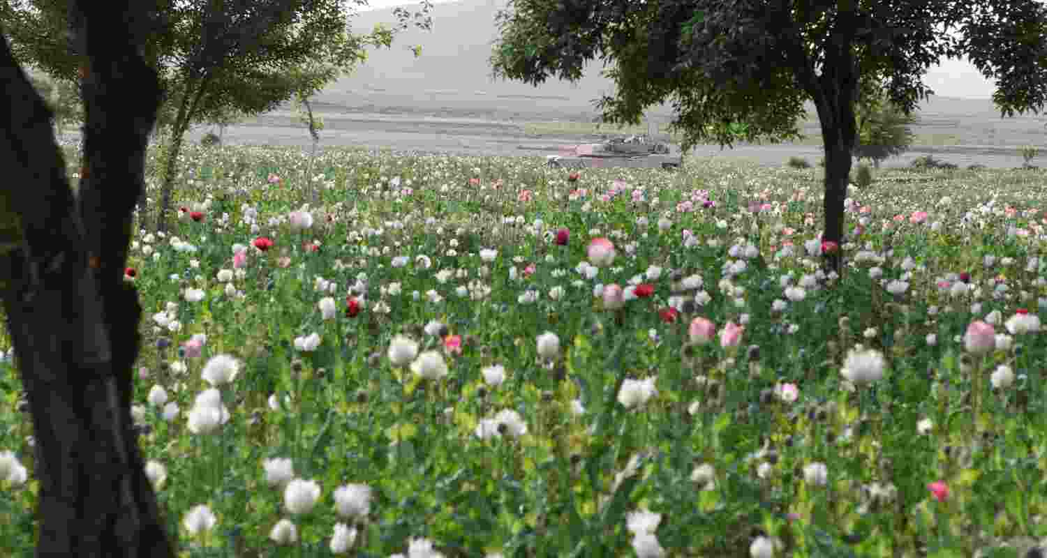 An image of an opium plantation with blooming flowers.