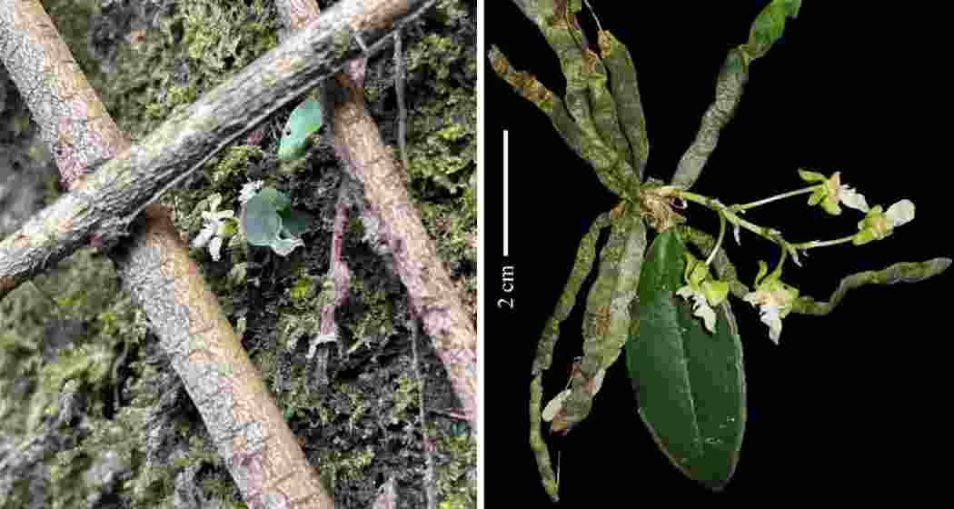 A newly discovered orchid clings to a moss-laden tree in Arunachal Pradesh’s Lower Subansiri forest, where scientists located six rare flowering specimens during a March 2025 expedition.