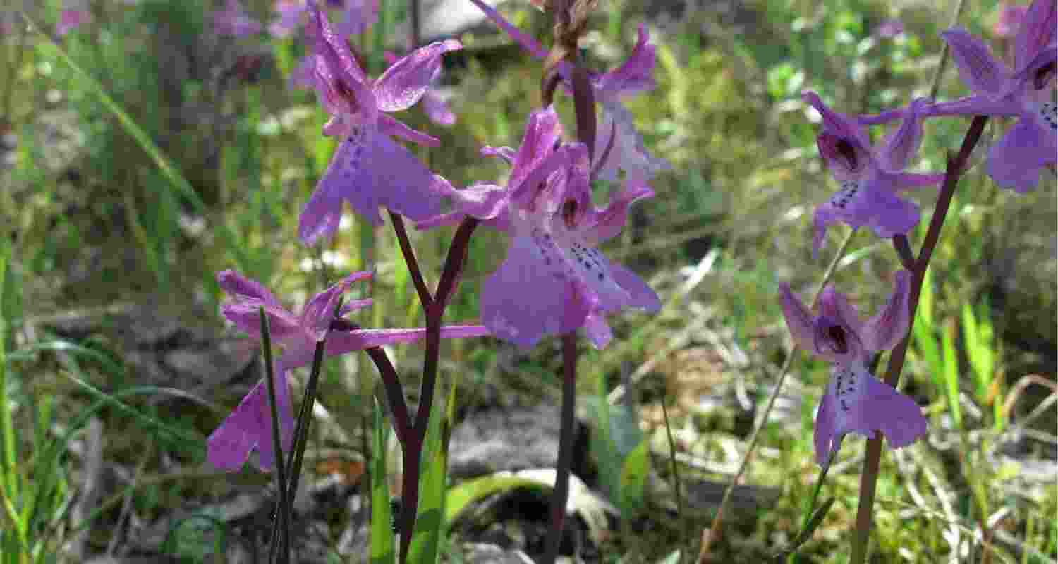 Hidden cost of Mediterranean’s love for edible orchids