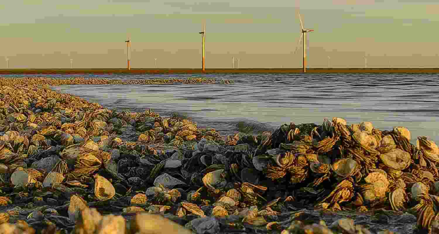 How oyster waste can recapture rare earth elements