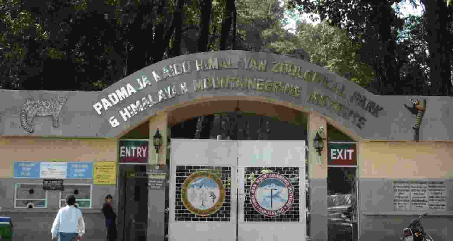Darjeeling zoo’s ageing tiger Samrat gets painful grip trimmed
