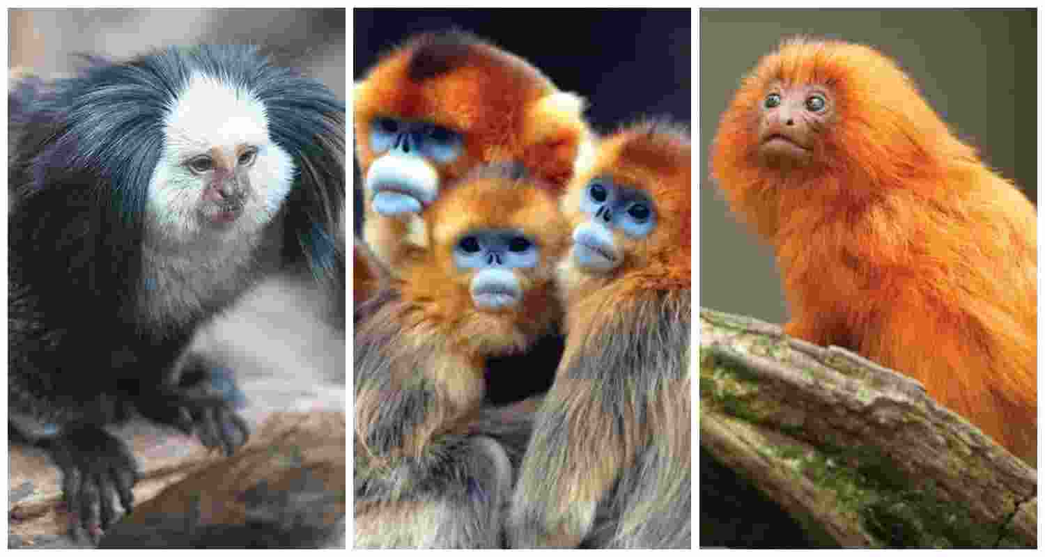 (From left to right) A geoffroy's marmoset, a Pigmy marmaoset, a golden lion marmoset.
