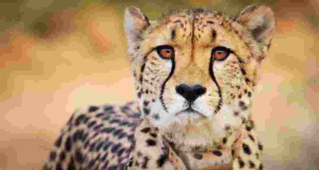 Image for representative use only.