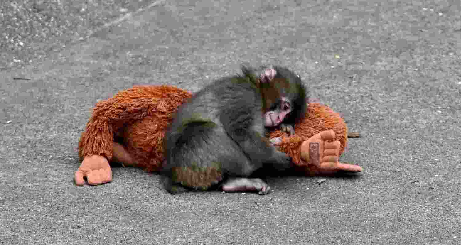 Punch the baby monkey: An experiment on attachment