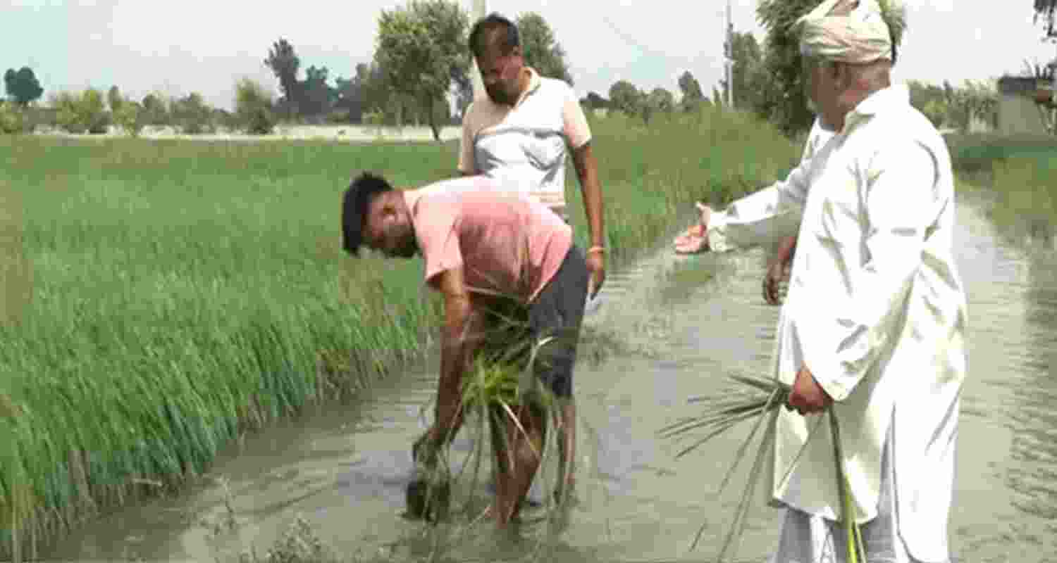 Punjab restoring flood-hit mandis before paddy season
