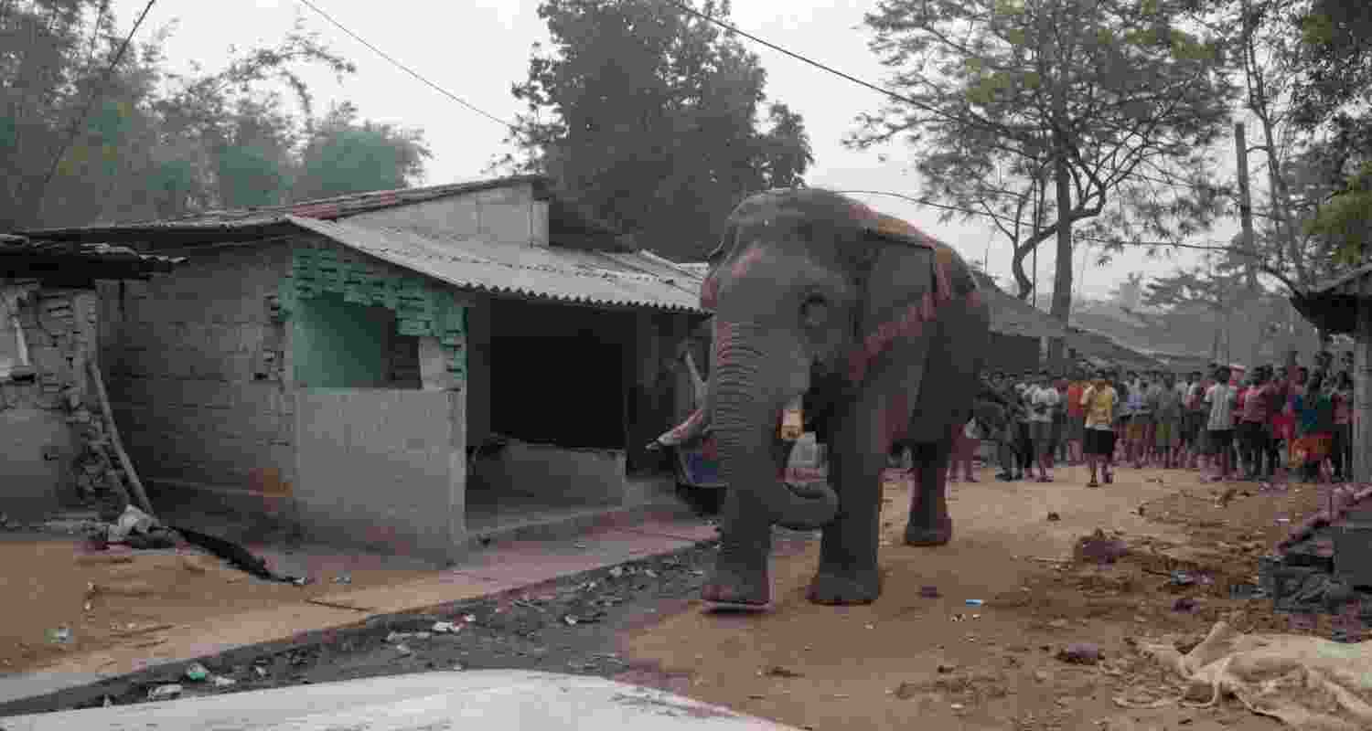 Elephant ‘Ramji’ halts voting briefly in Jhargram during Bengal Phase 1 polls; officials clear tusker, turnout crosses 41% amid peaceful voting.