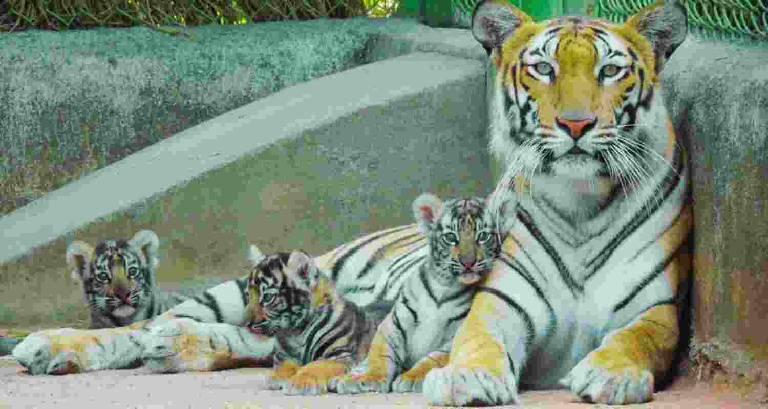 The cubs died of suffocation under the weight of the mother.