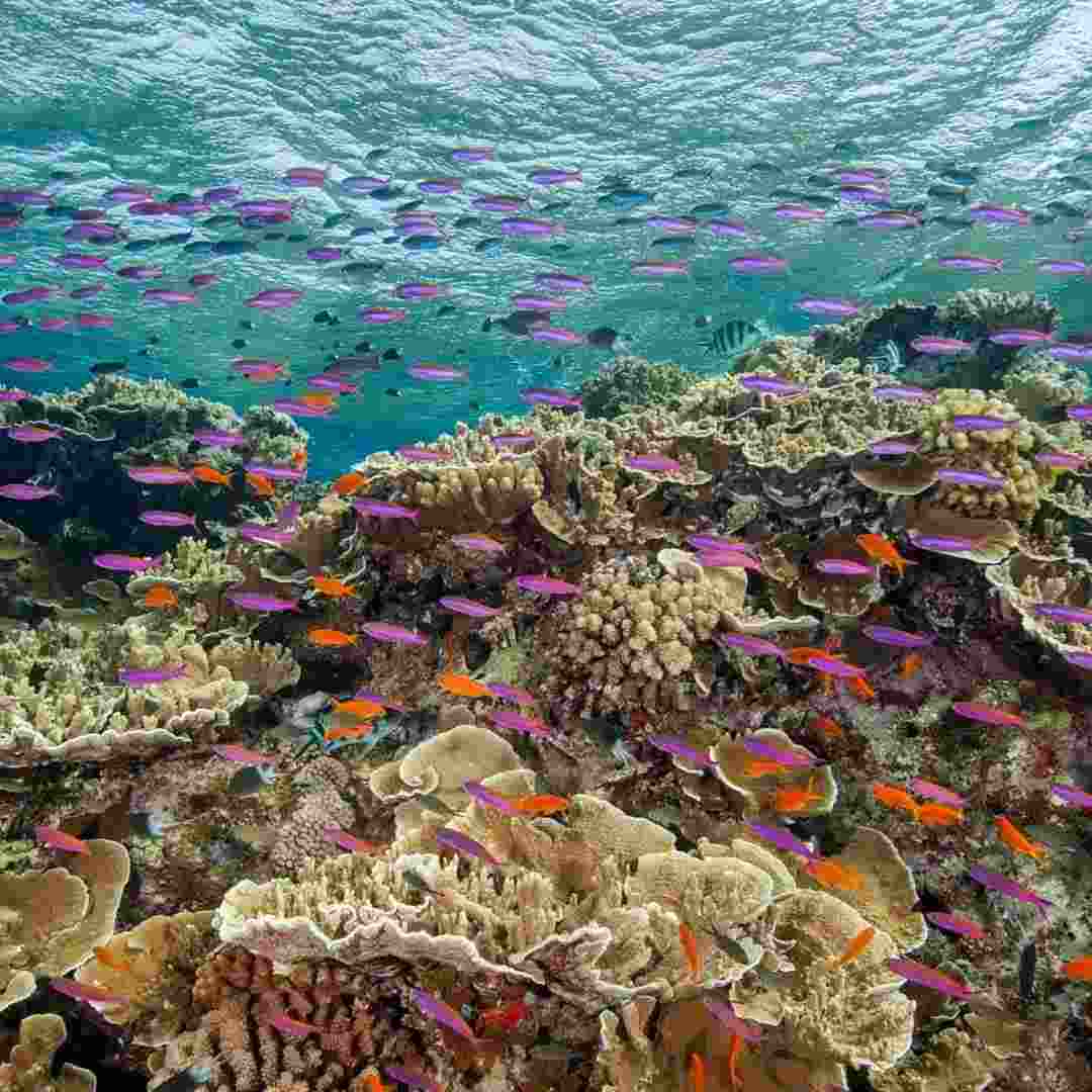 A report was released by the Great Barrier Reef Marine Park Authority confirms what scientists have long known: humanity is killing the Great Barrier Reef, and other reefs around the world, by failing to curb the greenhouse gas emissions that cause global warming.