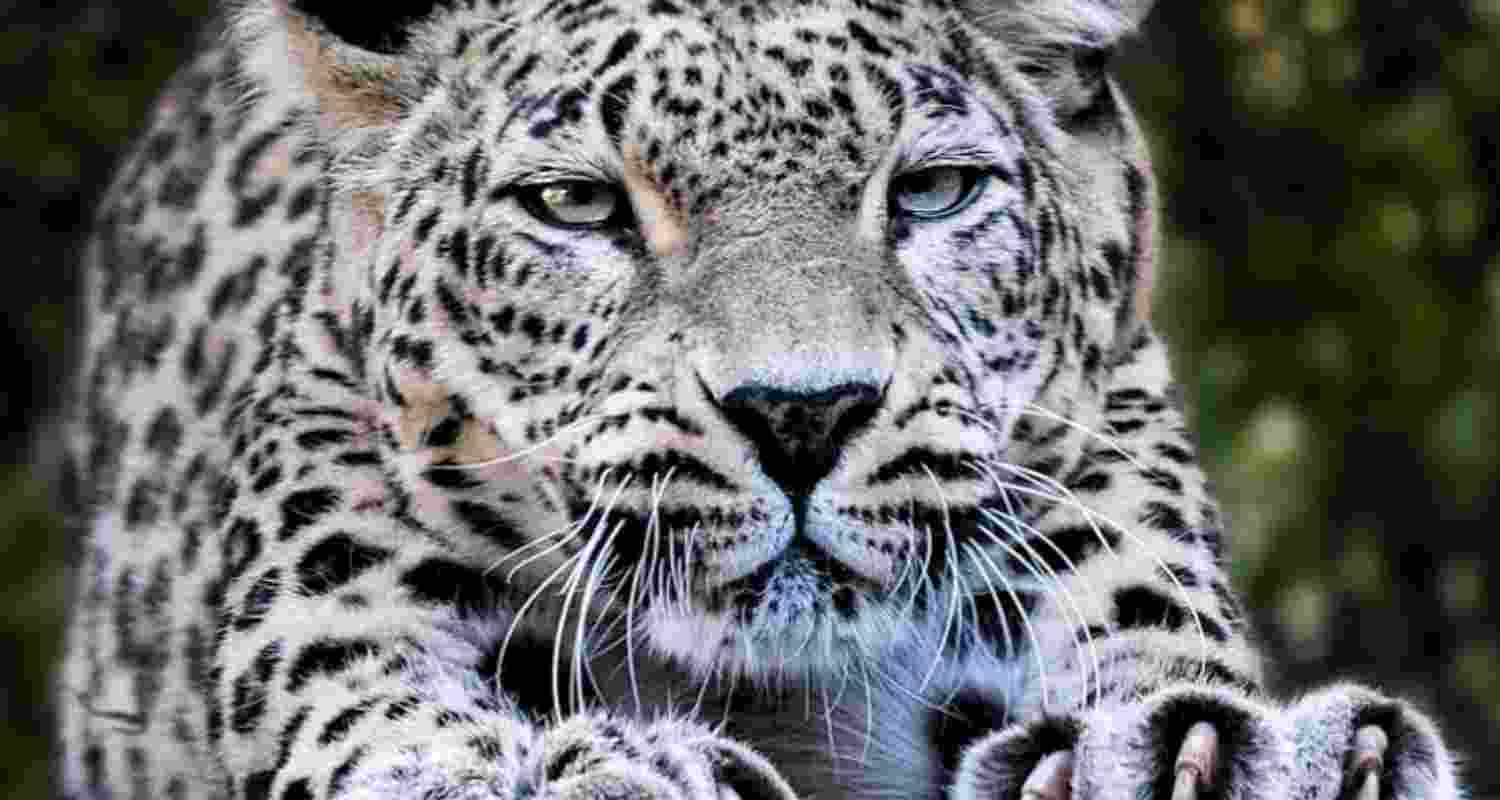 Representational image