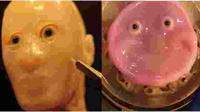 Scientists at the University of Tokyo have discovered a revolutionary method to attach living human skin to robotic faces without causing damage or tearing.